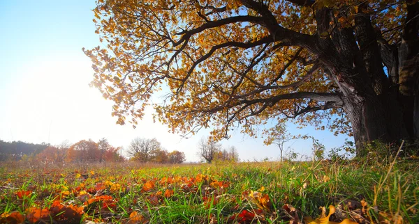 秋季橡木 — 图库照片