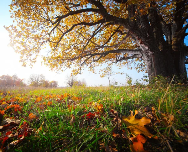 Podzim dubové — Stock fotografie