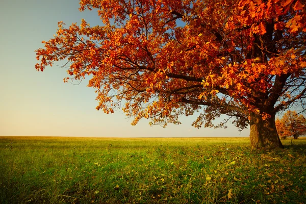 Roble de otoño — Foto de Stock