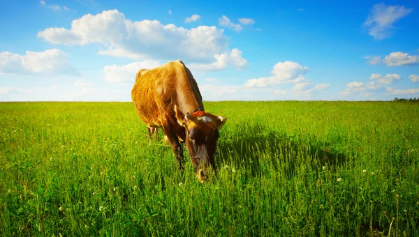 Αγελάδα σε ένα λιβάδι με πράσινο γρασίδι — Φωτογραφία Αρχείου