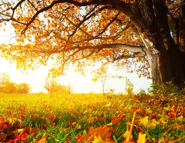 Roble de otoño —  Fotos de Stock