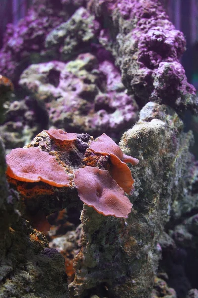 サンゴ — ストック写真