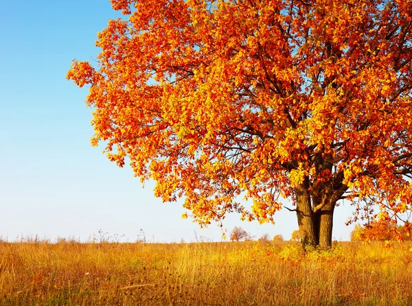 가을풍경 스톡 사진, 로열티-프리 가을풍경 이미지 | Depositphotos