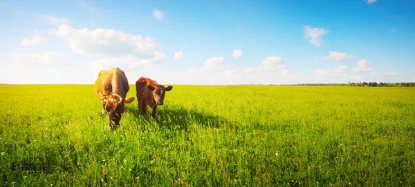 Vacas Imágenes de stock libres de derechos