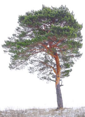 Pine clipart