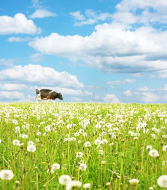 Cow on wide green meadow clipart