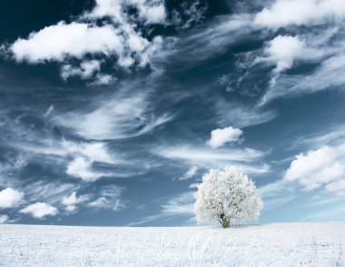 Alone frozen tree and clouds on blue sky clipart