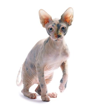 Sphinx cat clipart