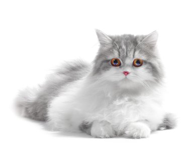 Persian cat clipart