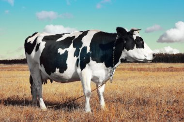 Cow. clipart