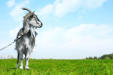 Goat clipart