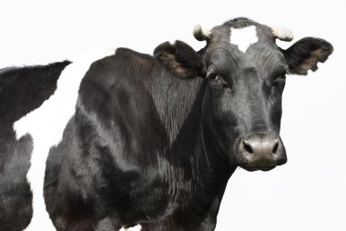 Sad cow clipart