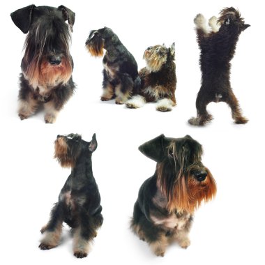 Collection of a dogs shoots clipart