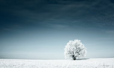 Karla kaplı donmuş ağaç