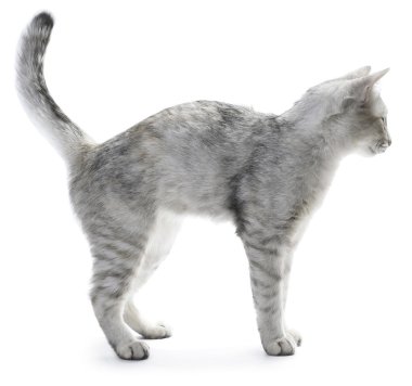Cat over white background clipart