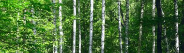 Birches clipart