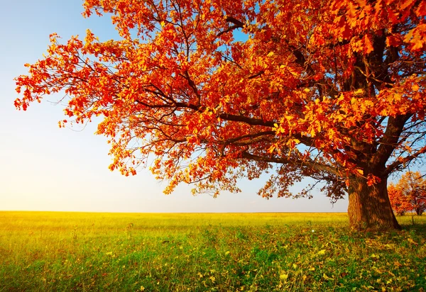 Autumn oak — Stock Photo, Image