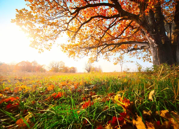 Roble de otoño — Foto de Stock