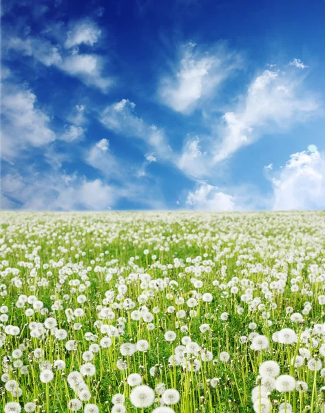 Field with fluffy — Stock Photo, Image