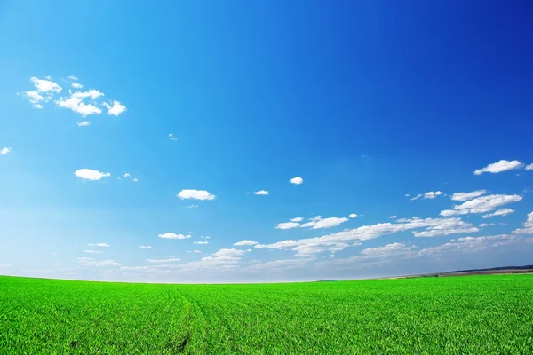 Gräs och himmel — Stockfoto