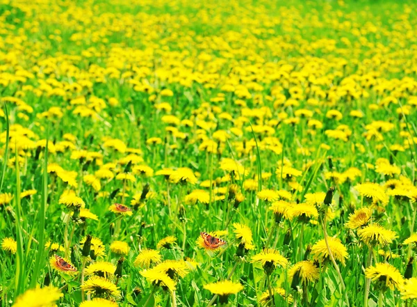 stock image Lawn