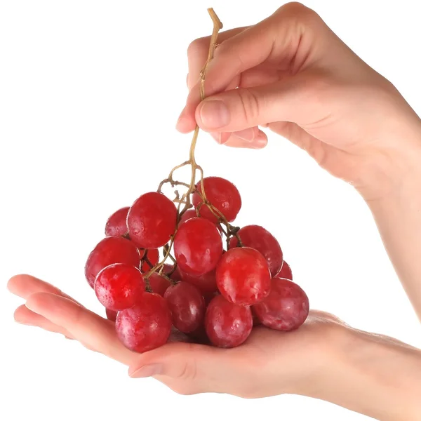 Bando de uvas nas mãos — Fotografia de Stock
