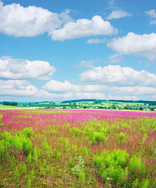 野生の花 — ストック写真