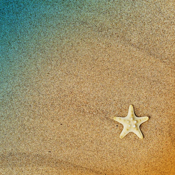 Rozgwiazdy — Zdjęcie stockowe