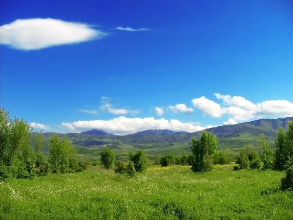 stock image Meadow