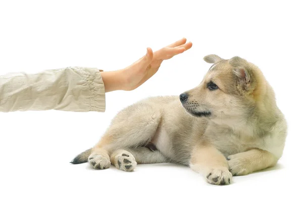 Stock image Lying dog