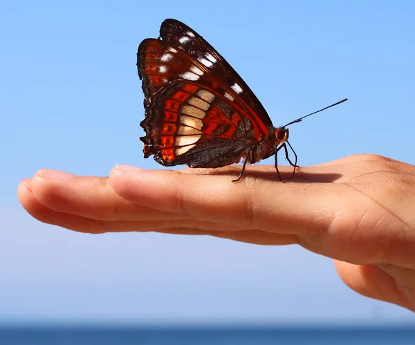 Polilla — Foto de Stock