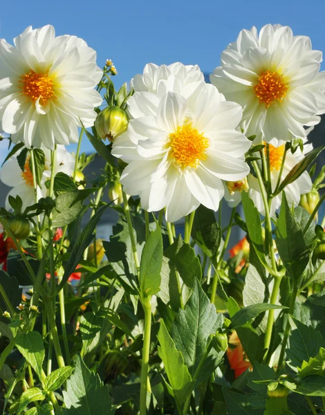 stock image Flowers