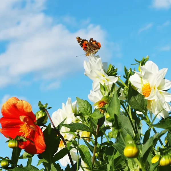 Метелик на квітах — стокове фото