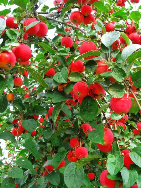 stock image Apples