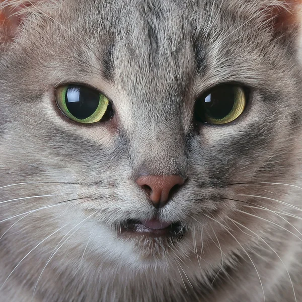 Кішка. Макрос — стокове фото