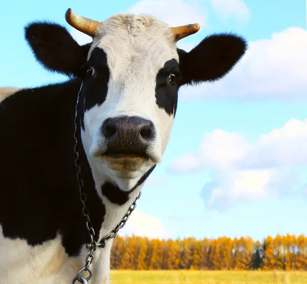 Krowa patrząc na kamery — Zdjęcie stockowe