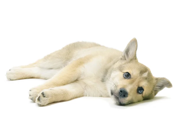 Leżącego psa — Zdjęcie stockowe