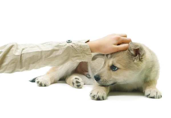 Ležící pes — Stock fotografie