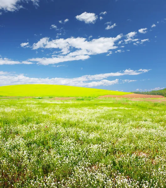 Prato — Foto Stock