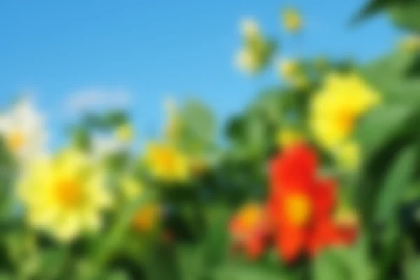 Blurr kwiaty — Zdjęcie stockowe