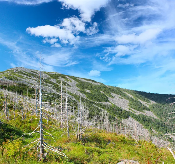Bergspitze mit seltenem Wald — Stockfoto