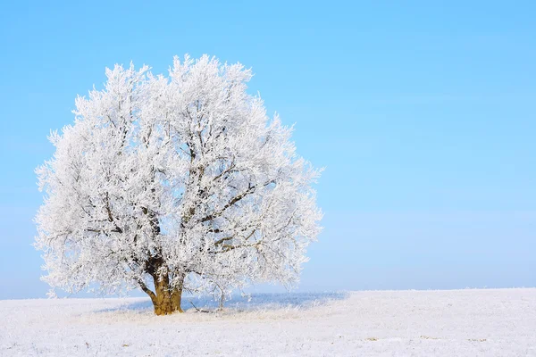 Albero — Foto Stock