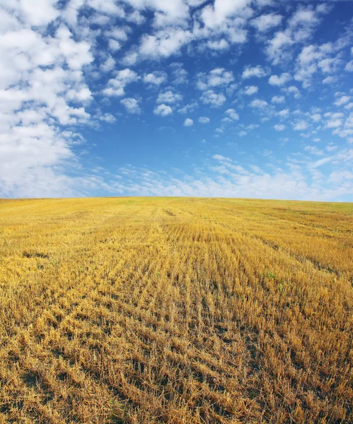 Campo — Fotografia de Stock