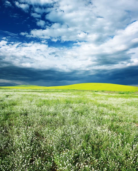 Field with grass — Stock Photo, Image