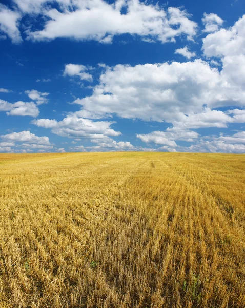 Campo — Fotografia de Stock