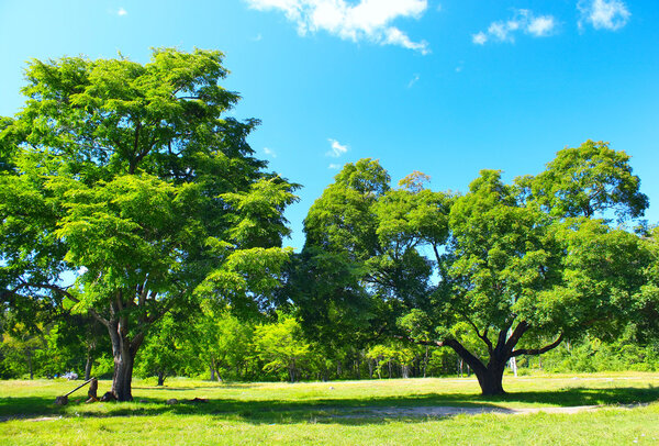 Two big trees on green lawn