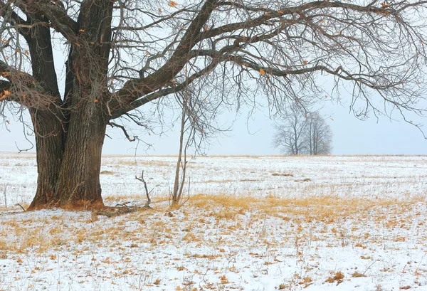 stock image Tree