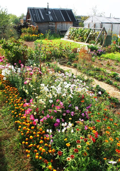 stock image Garden with flowers