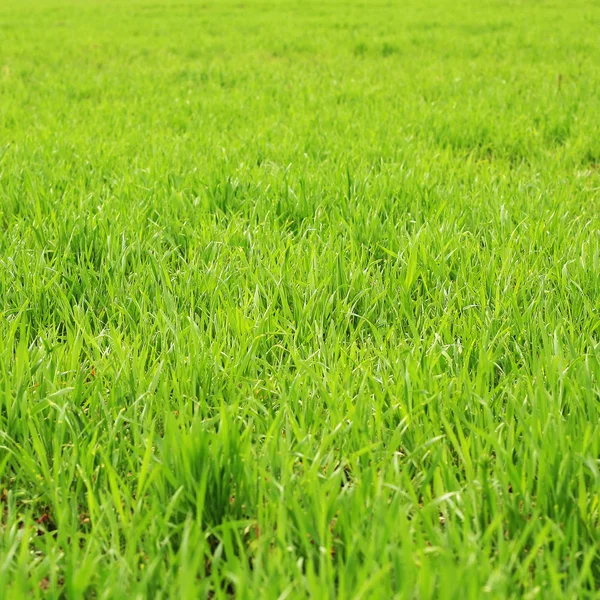 Gras — Stockfoto