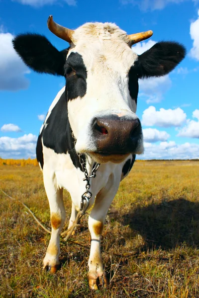 Αγελάδα ψάχνει για φωτογραφική μηχανή — Φωτογραφία Αρχείου